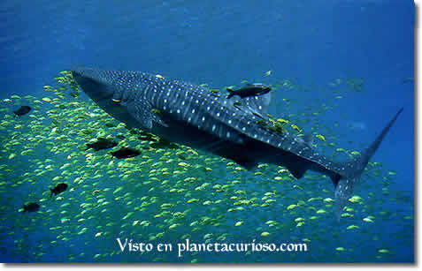 tiburon-ballena-rhincodon-typus