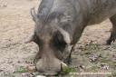 Cerdo “Warthog”