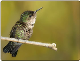 Colibri zunzuncito