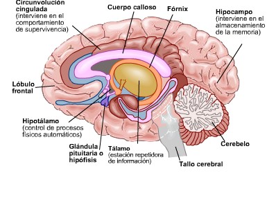http://www.planetacurioso.com/wp-content/uploads/2008/01/cerebro.jpg