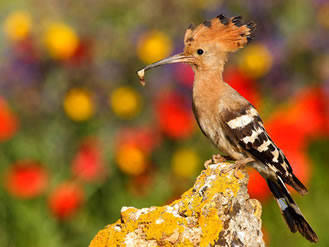 Sabías que las aves también sudan? - Planeta Curioso Sabías que las aves también sudan? - Planeta Curioso