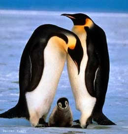 Cómo localiza a su pareja la hembra del pingüino emperador? - Planeta  Curioso