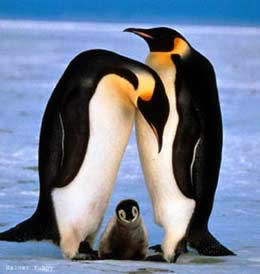 Cómo localiza a su pareja la hembra del pingüino emperador? - Planeta Curioso Cómo localiza a su pareja la hembra del pingüino emperador? - Planeta Curioso