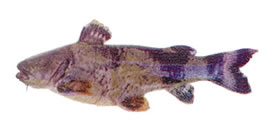manguruyu