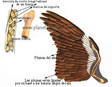 huesos-huecos-aves