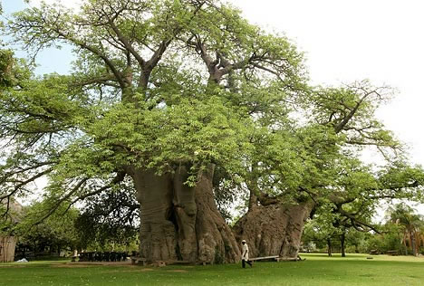 baobab-bar-curioso3