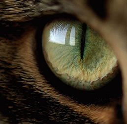 [Imagen: ojo-gato.jpg]