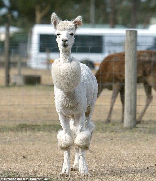 alpaca-mona-afeitada-poodle2