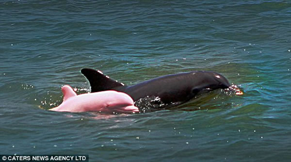 delfin-rosa-captado