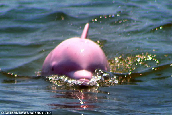 delfin-rosa-lago-albino