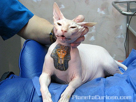 gato-tatuado-insolito