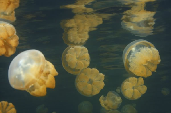 lago-medusas-10-millones2