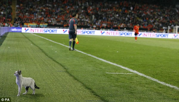 gato-perdido-final-uefa