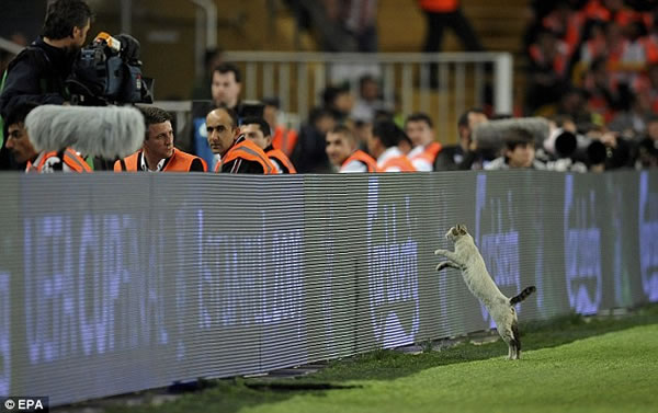 gato-perdido-final-uefa2