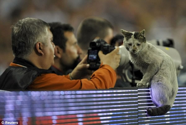 gato-perdido-final-uefa3