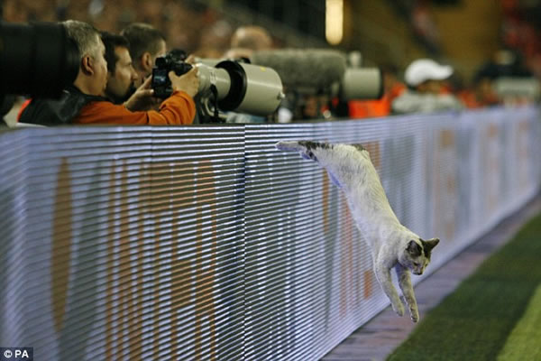 gato-perdido-final-uefa4