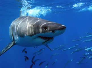 tiburon-peligro-pesca