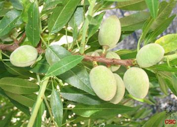 almendros_borrachera