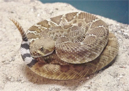 serpiente-crotalus