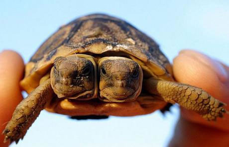 tortugas-dos-cabezas