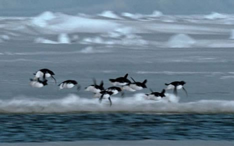 pinguinos-voladres-broma3.jpg