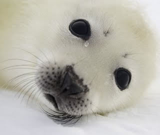 foca-llora