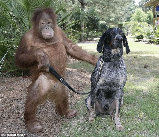 orangutan-perro-amigos