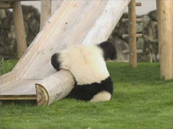 panda-resbaladilla.jpg