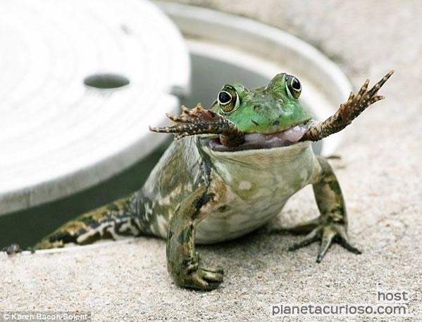 Una saliva reversible, arma secreta de caza de las ranas