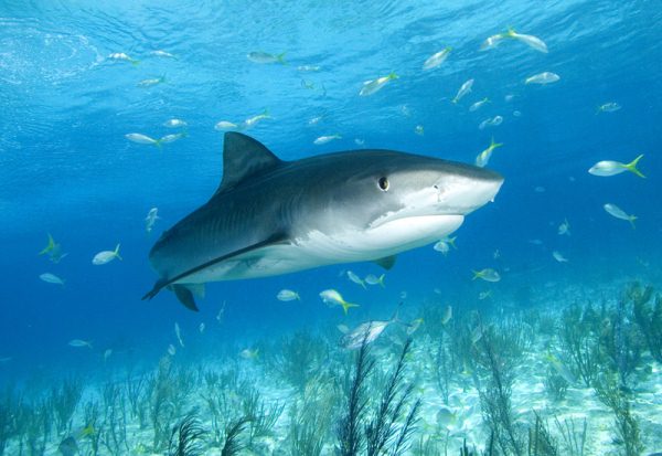 [Curiosidades] ¿Sabías que los tiburones usan mapas mentales para nadar?