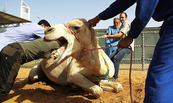 camello-come-veterinaria.jpg