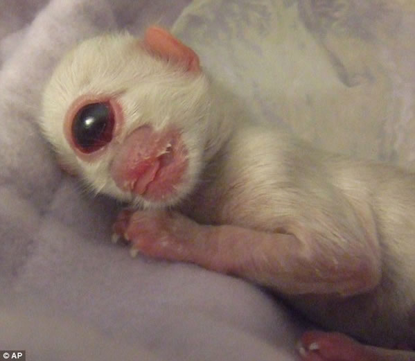 gatito-albino-ciclope4
