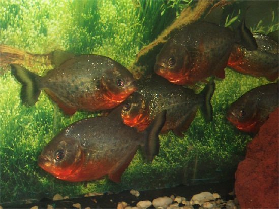 pirañas