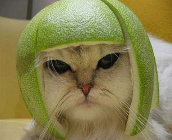 Cascos frutas para gatos, aunque ellos no parecen felices (10 Fotos) - Planeta Curioso