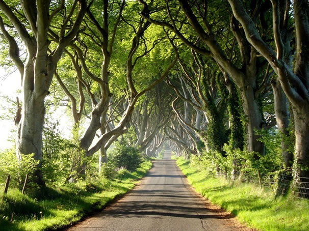 dark-hedges-tunel-irlanda