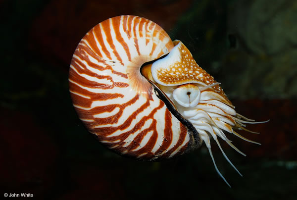 nautilus-pompilius