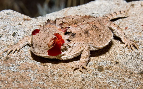 Resultado de imagen para llora sangre reptil