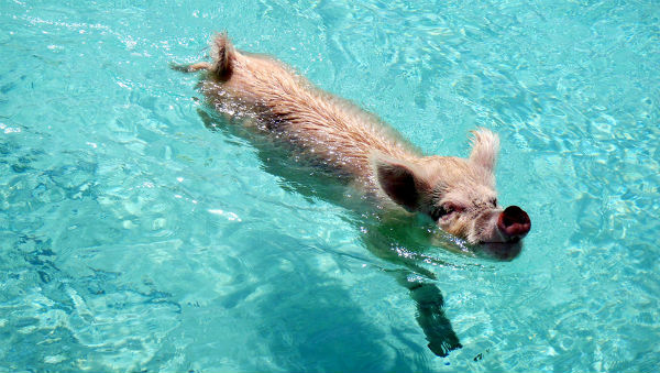 cerdo-nadador