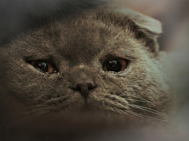 Los 10 gatitos más triste de Curioso
