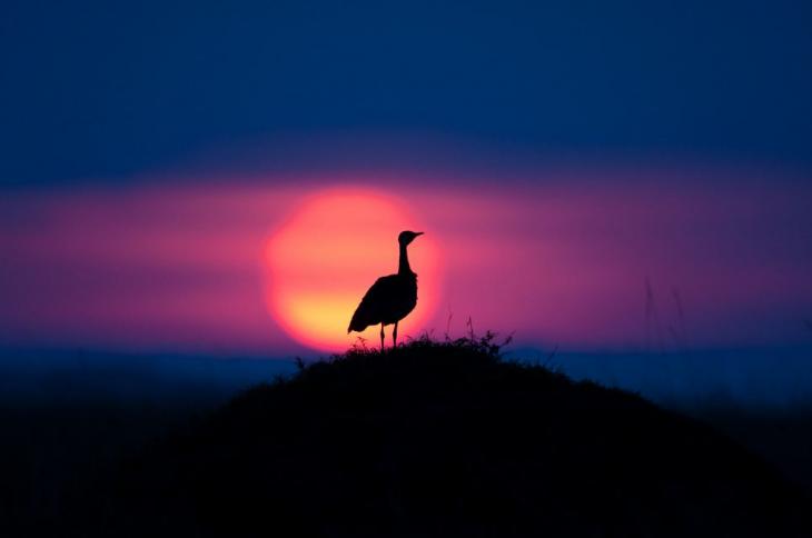 Paul Goldstein sunsets and sunrises, Masai Mara, Kenya - 2014