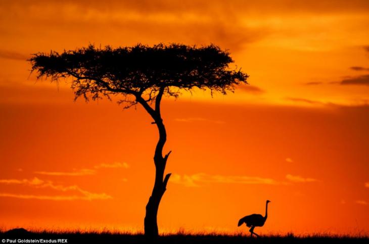 [Imagen: africa-amanecer-atardecer5.jpg]