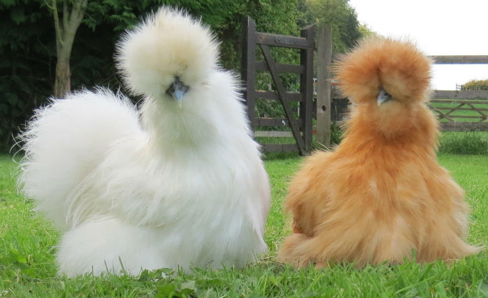 animales raros: los silkies