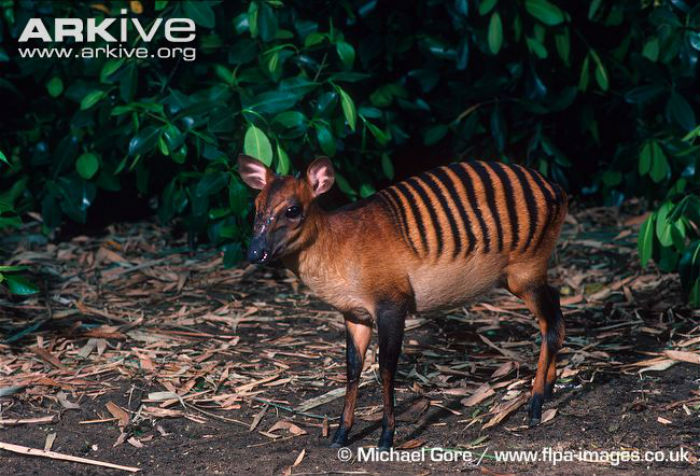 animales raros: duiker