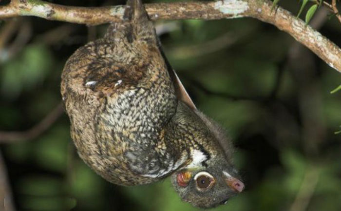 animales raros: colugo