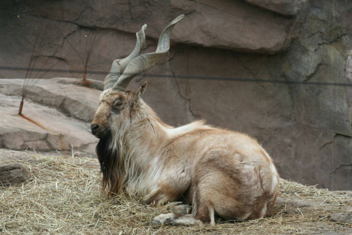 animales raros: cabra montés