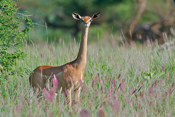 animales raros: gacela waller