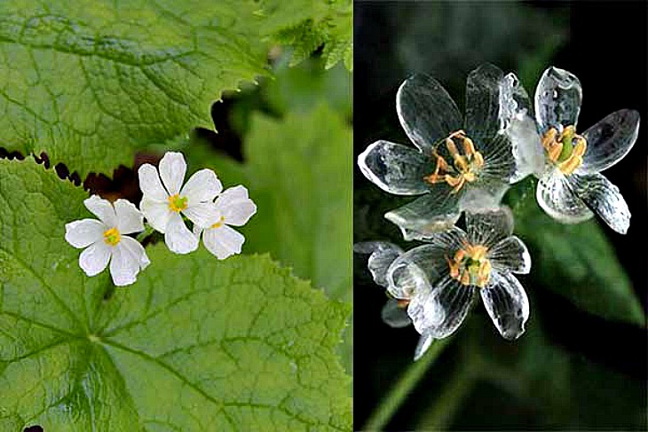 esqueleto-flor