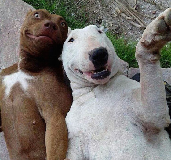 animals-selfies-0007