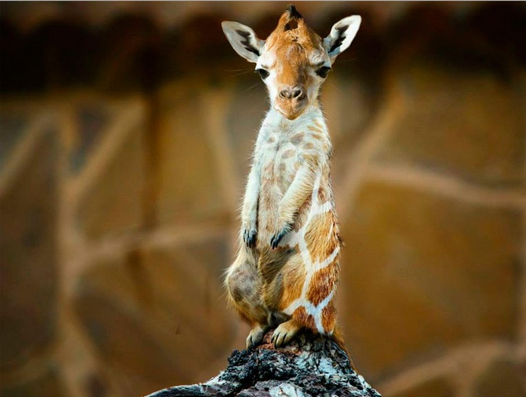 animales-curiosos-0