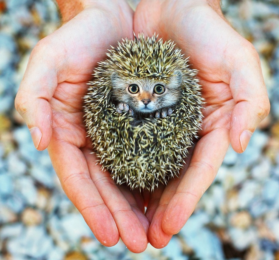 animales-curiosos-1